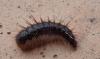 Dermestes sp.